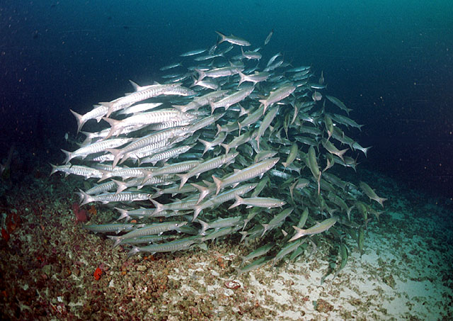 Sphyraena putnamae (Barracuda pinna nera)